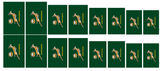 Springbok Rugby - Water Decals